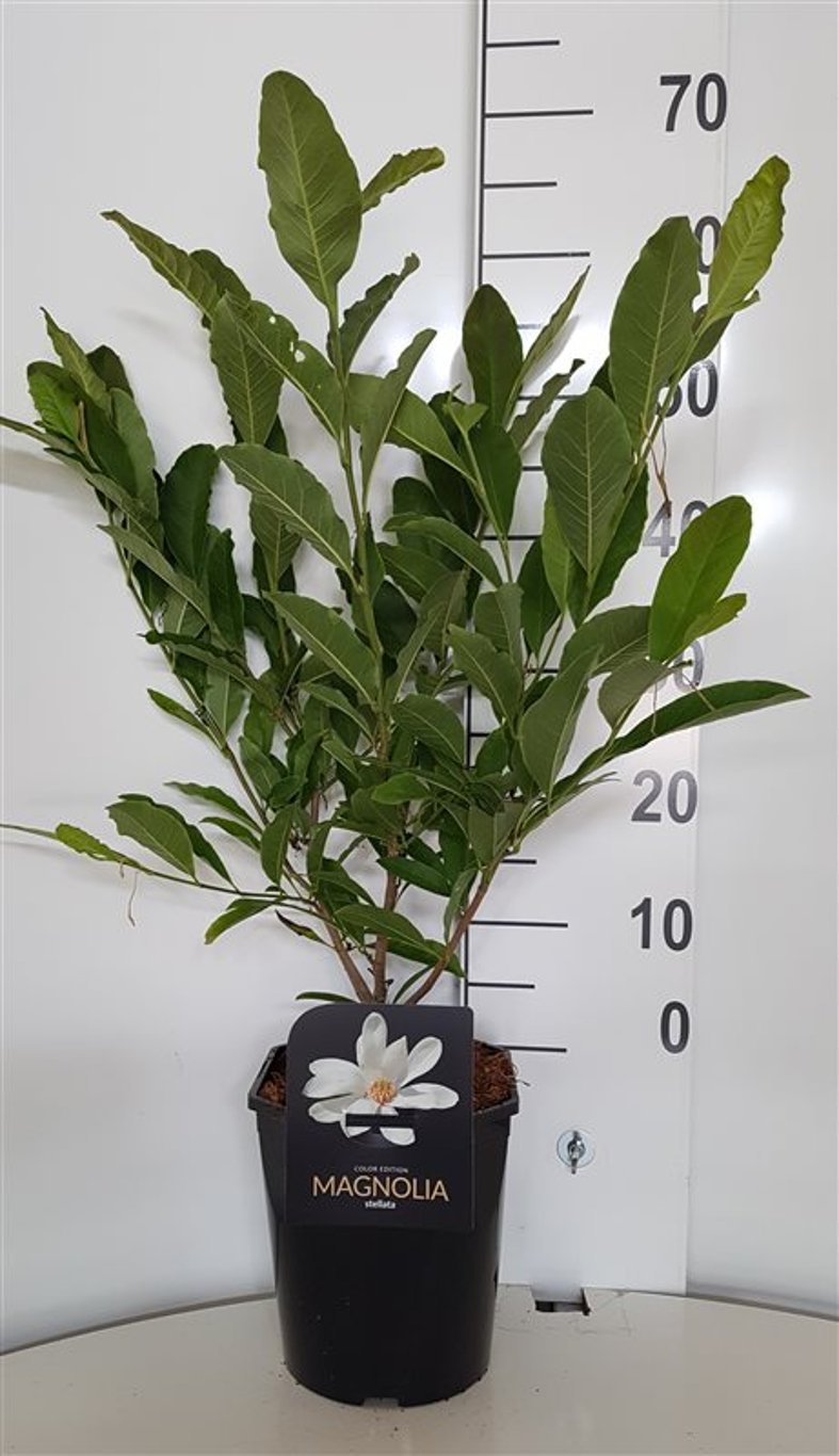 Magnolia stellata - C5 50-60 CM